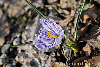 A beautiful blooming Crocus Early Purple in the garden plot Stock Photo