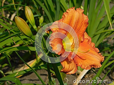 beautiful blooming daylily with orange petals and green leaves growing in the garden Stock Photo