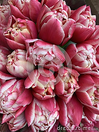 Beautiful blooming flower bed of freshly delivered seasonal tulips , top view Stock Photo