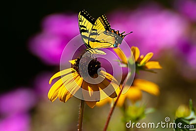 Beautiful blooming flower. Spring-summer garden and flying butterfly on blurred sunny shiny glowing background, fairy tale nature Stock Photo