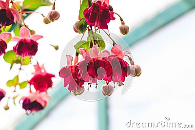 Beautiful blooming fuchsia plants in greenhouse. Close up view Stock Photo