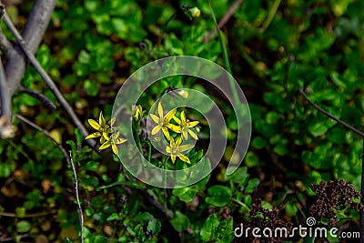 Beautiful blooming Gagea hiensis- lily family wild yellow flowers Stock Photo