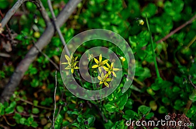 Beautiful blooming Gagea hiensis Stock Photo