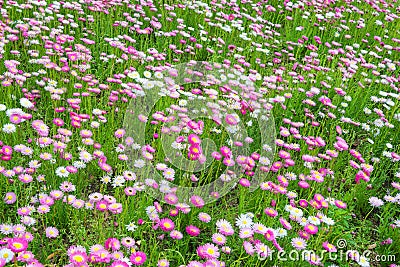 Beautiful blooming green meadow with flowers Stock Photo