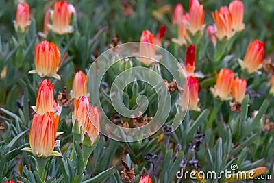 Beautiful Blooming Iceplant Stock Photo