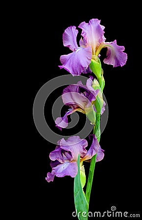 Blooming iris on a black background closeup Stock Photo