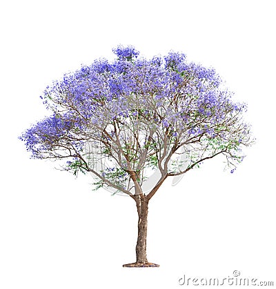 Beautiful blooming Jacaranda tree Stock Photo