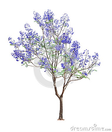 Beautiful blooming Jacaranda tree Stock Photo