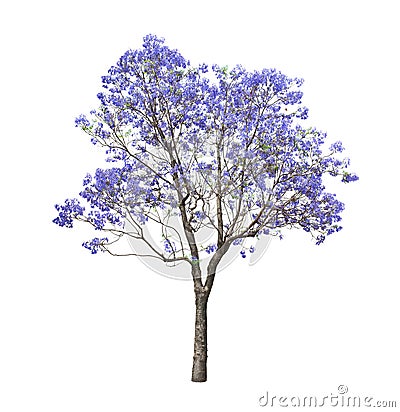 Beautiful blooming Jacaranda tree Stock Photo