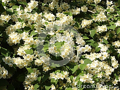 Beautiful blooming jasmine bush in the summer garden Stock Photo