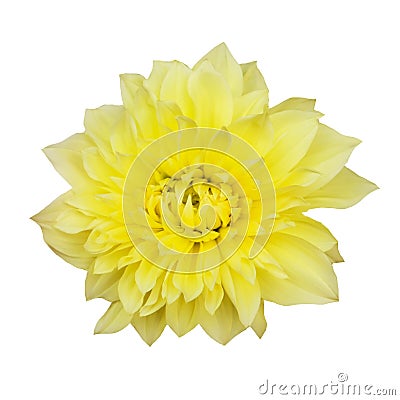 Beautiful blooming Kelvin Floodlight Dahlia flower isolated on white background Stock Photo