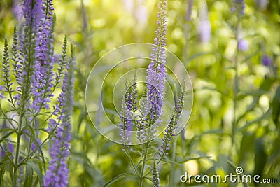 Beautiful blooming lavender aromatherapy garden ield background Stock Photo