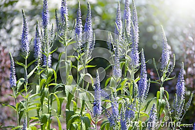 Beautiful blooming lavender sunlight aromatherapy garden ield background Stock Photo