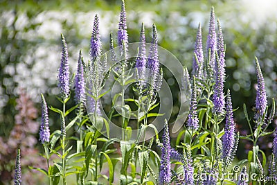 Beautiful blooming lavender springtime sunlight aromatherapy garden ield background Stock Photo