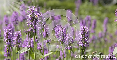 Beautiful blooming lavender floral banner sunset sunlight aromatherapy garden ield background Stock Photo