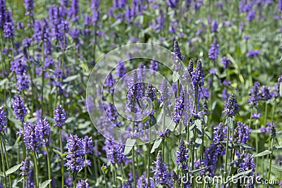 Beautiful blooming lavender springtime sunset sunlight aromatherapy garden ield background Stock Photo