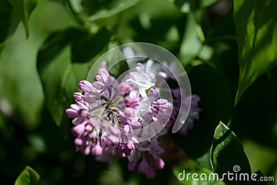 Beautiful blooming lilac on a bush on a bright day Stock Photo