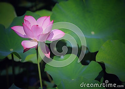 Beautiful blooming lotus Stock Photo