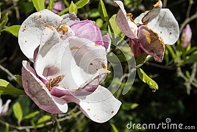 Beautiful blooming magnolia tree Stock Photo