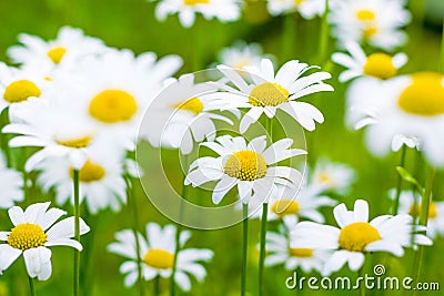 Beautiful blooming marguerite on a green meadow at sunrise Stock Photo