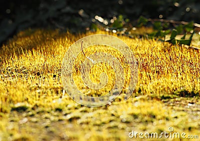 Beautiful blooming moss close up. usefull as background Stock Photo