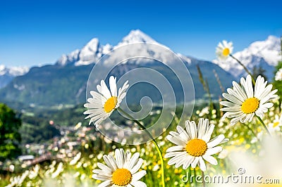 Beautiful blooming mountain flowers in snowcapped Alps in spring Stock Photo