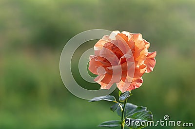 Beautiful blooming orange rose in the summer garden. Floribunda Rose Easy Does it. Close-up Stock Photo