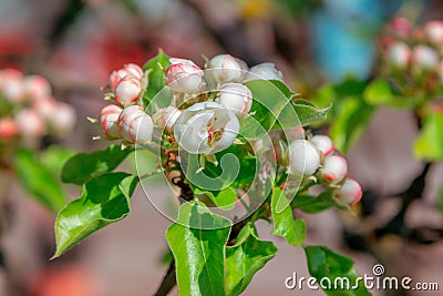 Beautiful blooming pear tree branches with white flowers and buds Stock Photo