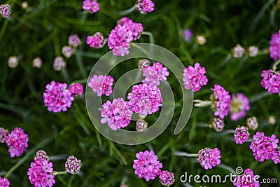 Beautiful blooming pink Armeria alpina flowers in the garden Stock Photo