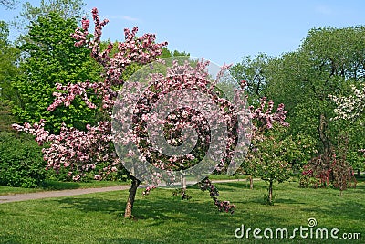 Beautiful blooming pink tree Stock Photo