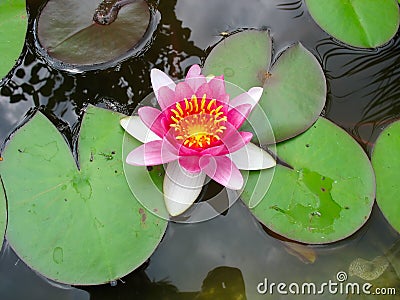 Beautiful blooming pink water lily Lotus Flower Stock Photo