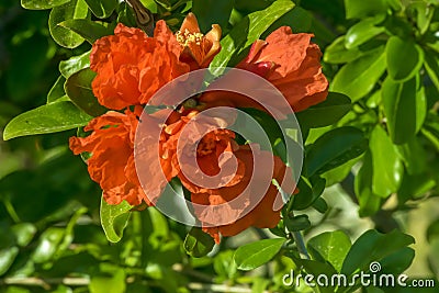 Beautiful blooming pomegranate bush or tree spring floral background Stock Photo