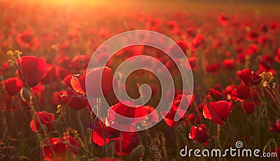 Beautiful blooming poppies in the summer sunset light Stock Photo