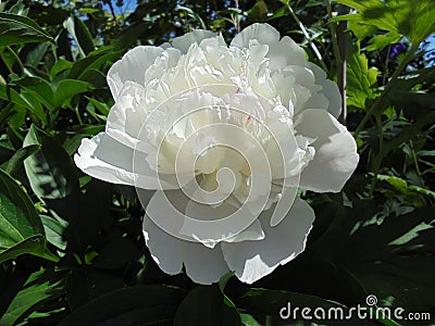 Beautiful blooming pure white terry peony on a background of green leaves Stock Photo