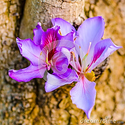 Beautiful blooming purple Bauhinia purpurea or Orchid Tree on wo Stock Photo