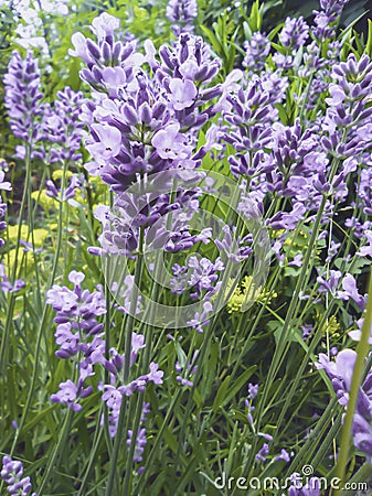 beautiful blooming purple lavender inflorescences Stock Photo