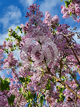 Purple lilac with blue sky Stock Photo