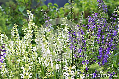 Beautiful blooming purple and white sage Salvia officinalis. Herbal flower field in outdoor garden. Medicinal plant Stock Photo