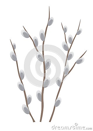 Beautiful blooming pussy-willow branches on transparent background Stock Photo