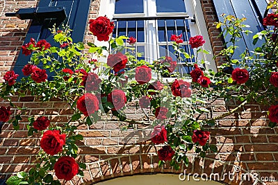 Beautiful blooming red roses in spring, climbing a sunny facade of a home in Holland. Stock Photo