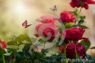 Beautiful blooming roses. Spring-summer garden and flying butterflies on blurred sunny shiny glowing background, fairy tale nature Stock Photo