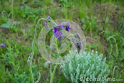 Beautiful blooming salvia or nodding sage Stock Photo