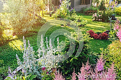 beautiful blooming summer garden in english cottage style. Flower bed with astilbe, stachys, abies koreana Stock Photo