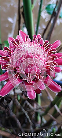Beautiful blooming Torch Ginger flower Stock Photo