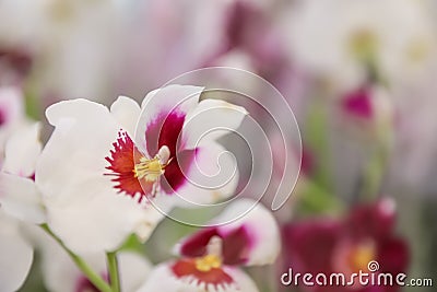 Beautiful blooming tropical orchid on blurred background, closeup. Stock Photo