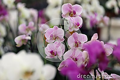 Beautiful blooming tropical orchid flower Stock Photo