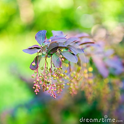 Beautiful blooming twig of european barberry ( ottawensis Superb Stock Photo