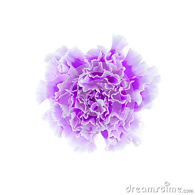 Beautiful blooming violet flower Stock Photo