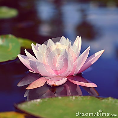 Beautiful blooming water lily plant. Colorful nature background for massage, spa and relaxation. Nymphaea Stock Photo