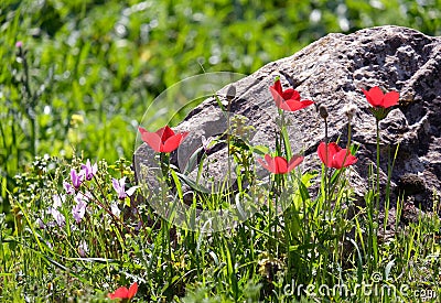 Blooming wild anemones (lat.- A. coronaria) in the meadow Stock Photo